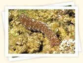 Sea Cucumbers (Holothuroidea)